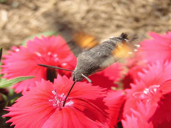 Esfinge ColibrÃ­ (Macroglossum stellatarum)