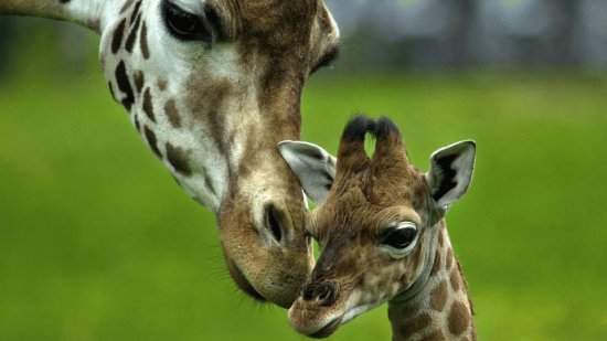 Mama  Jirafa