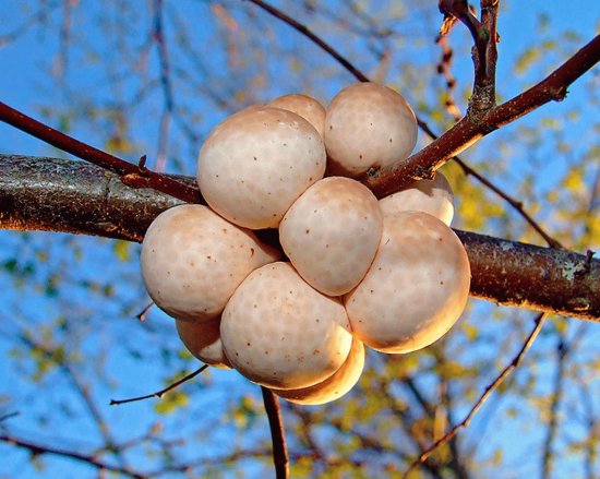 Cyttaria Espinosae - Chile