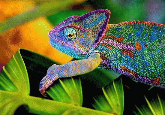 lizard