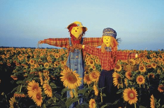 Scarecrows in a field in Kansas