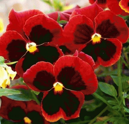flores