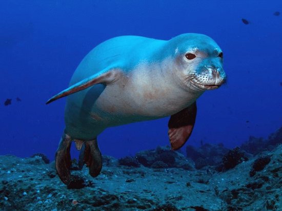Foca Monje de HawÃ¡i