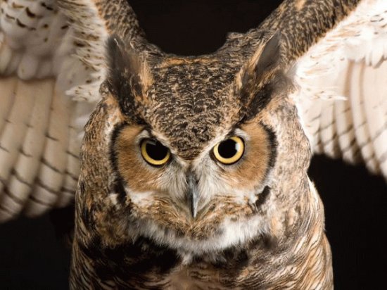 horned owl