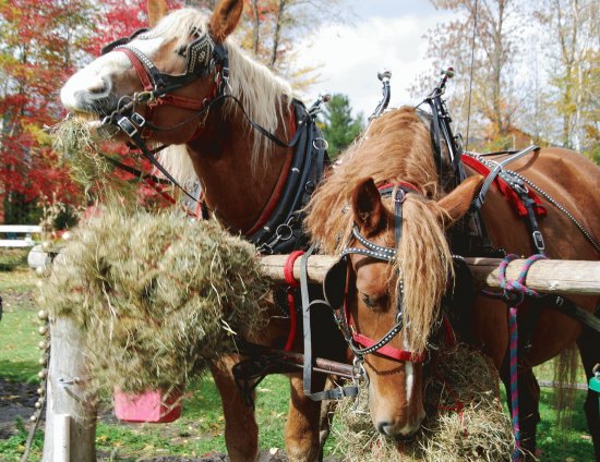 Horses lunch time