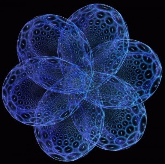blue flower