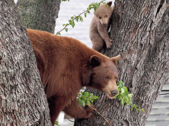 bears in tree