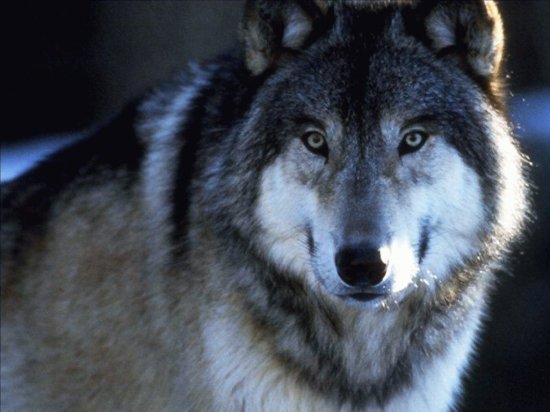 impresionante mirada