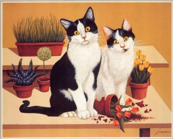 Gatos