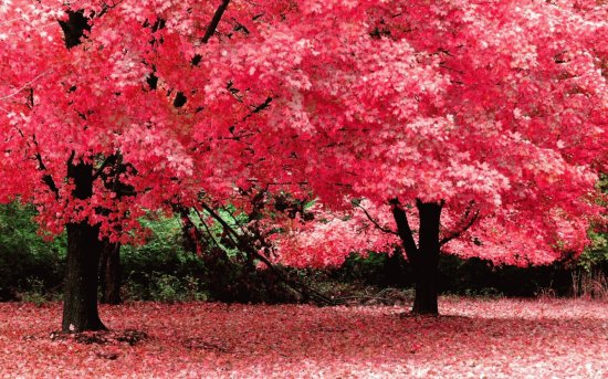 Autumn Trees