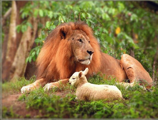 lion