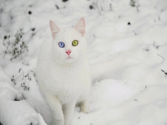 Snow Cat