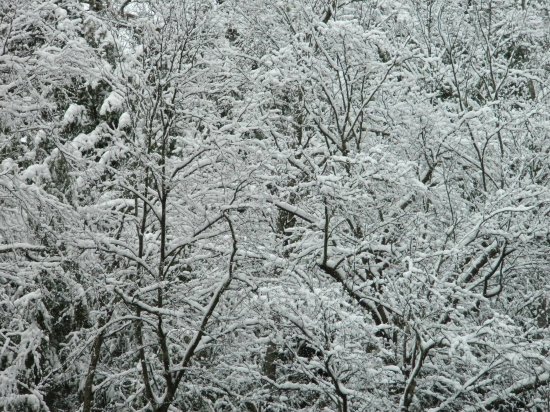 A combination  of frozen vegetation