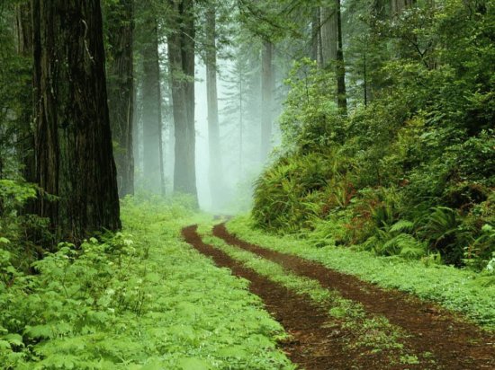 forest