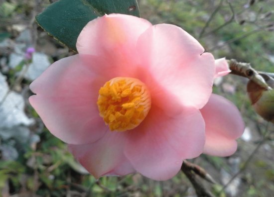 èŒ¶èŠ±