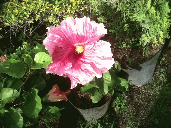 flores