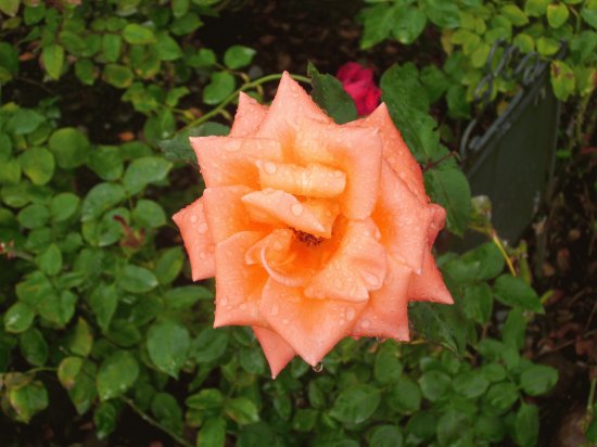 flores