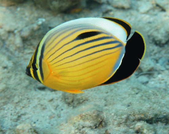 Chaetodon austriacus
