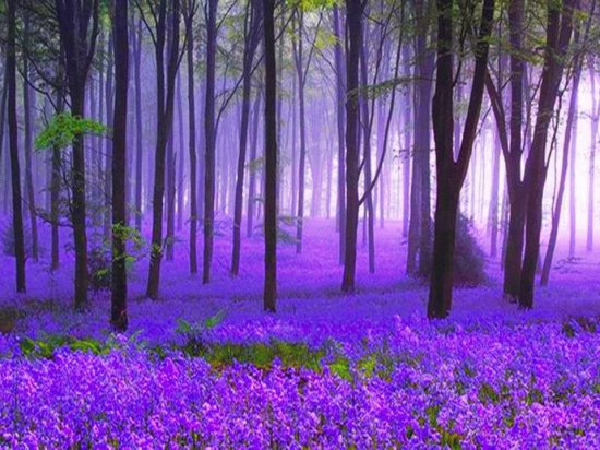 foret violette