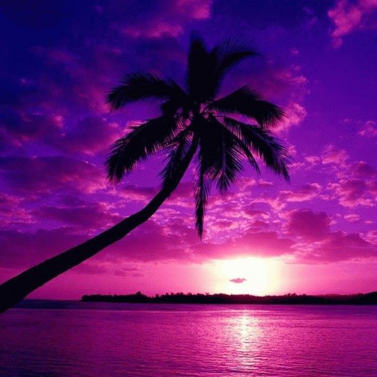 ile rose