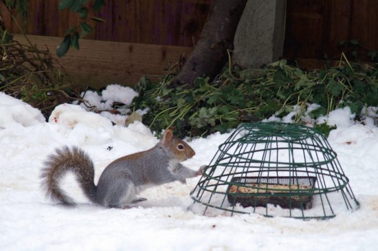 Squirrel1