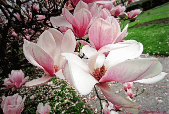magnolia fleurs