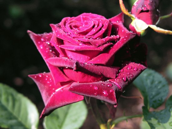 Red Rose