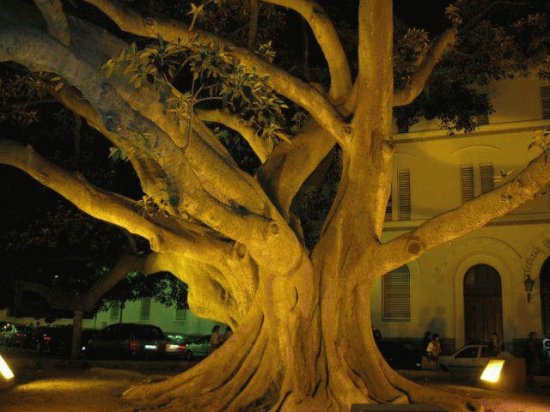ficus cadiz