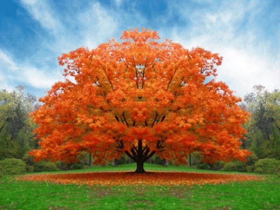 arvore laranja