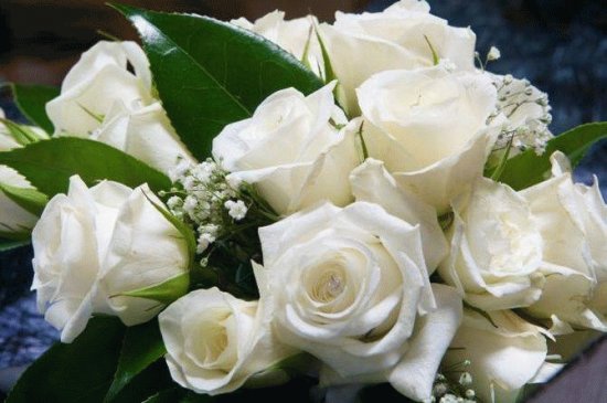 rosas 3
