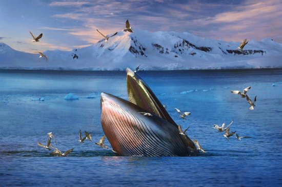 ballena