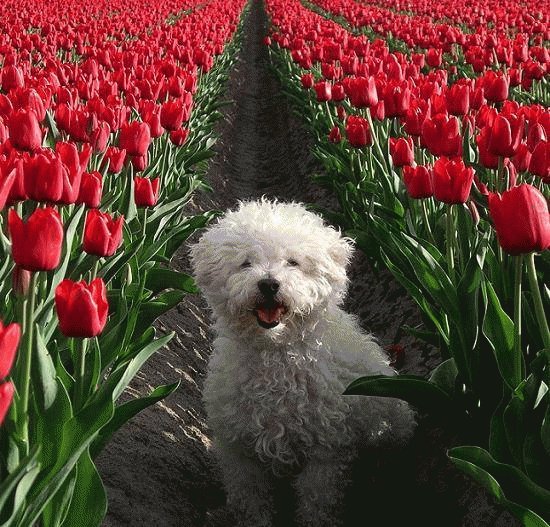 tulipanes