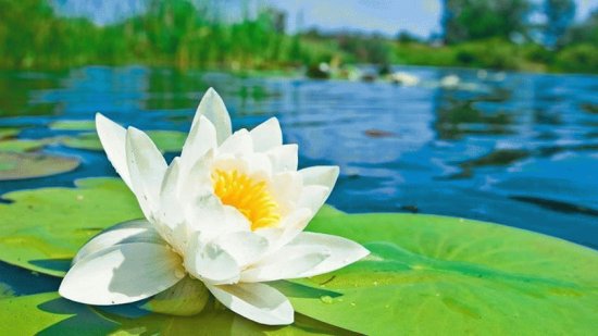 flor de loto