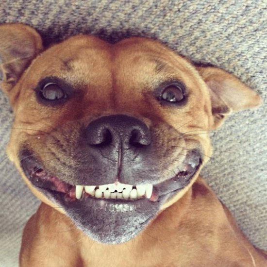 Sonrisa perruna