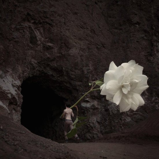 ROSA BLANCA