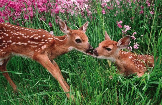 animaux: biches