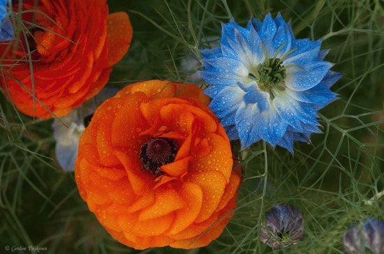 flores