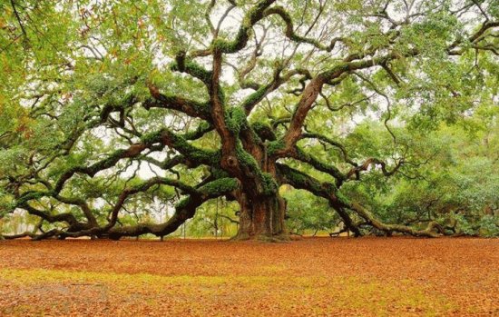 ANGEL OAK, TIENE 400 AÃ‘OS, USA.