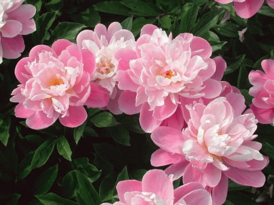 fleurs: pivoines