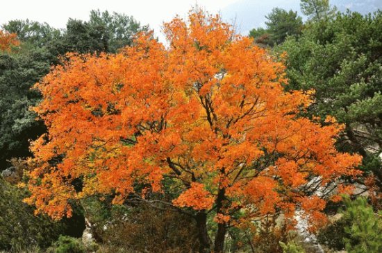naranja