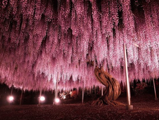 arbol de Glisinas.