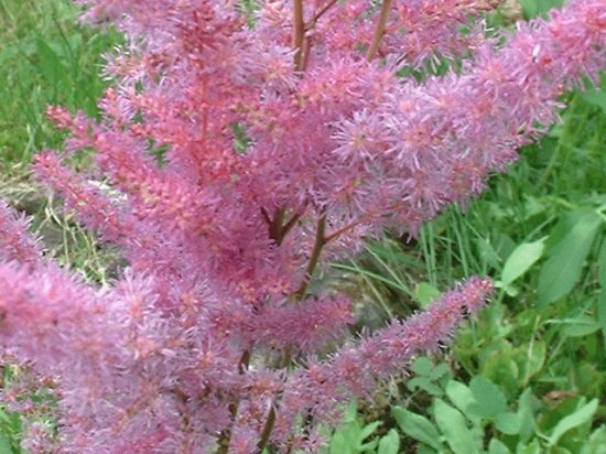astilbe