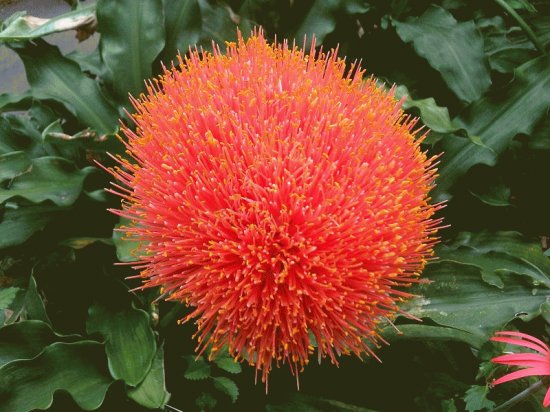 scadoxus