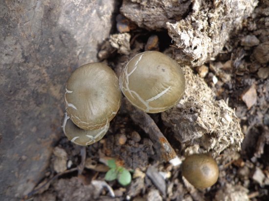 HONGOS