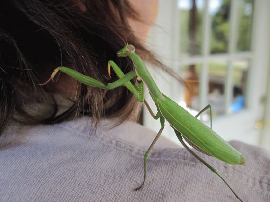 New Praying Mantis hairdo