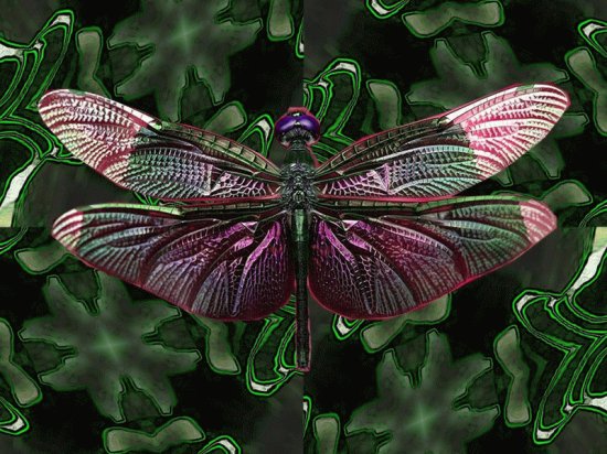 libellule