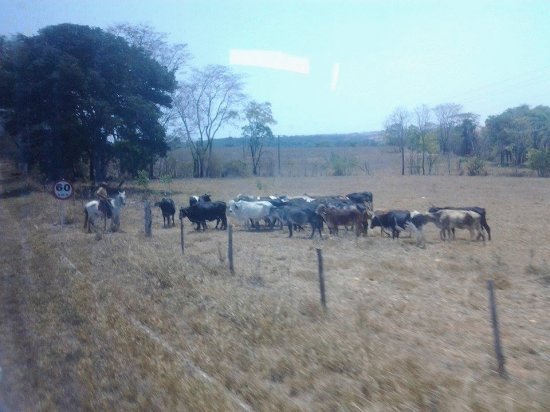 O Vaqueiro Mineiro