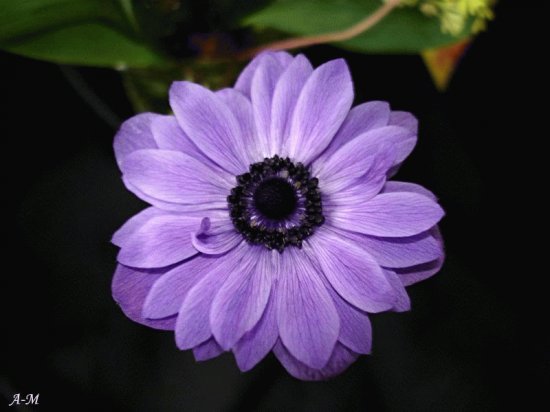 anemone