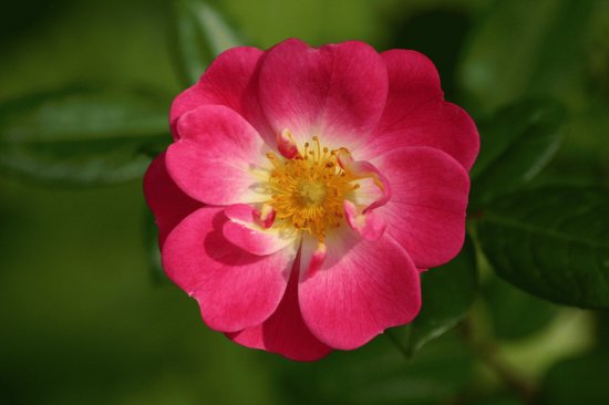 eglantine