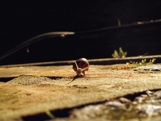 Night Snail